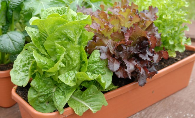 Выращивание салата на гидропонике в домашних условиях